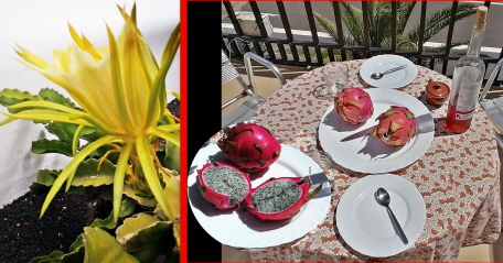 . . . die Blüte und die Frucht!!